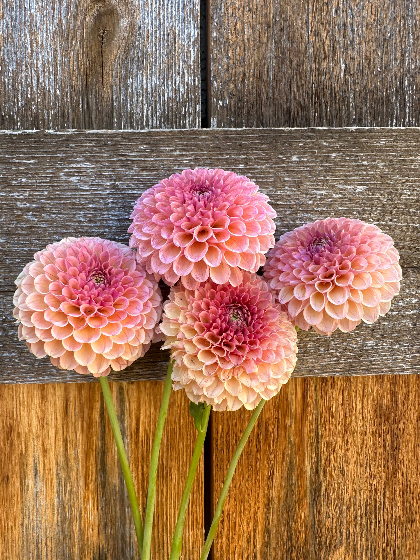 KA’s® Boho Rose dahlia