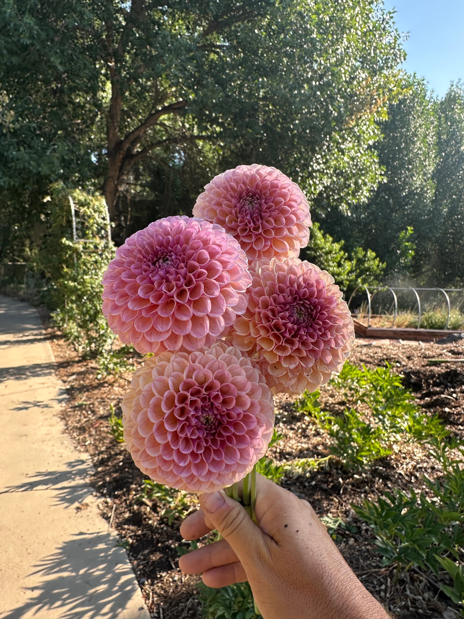 KA’s® Boho Rose dahlia