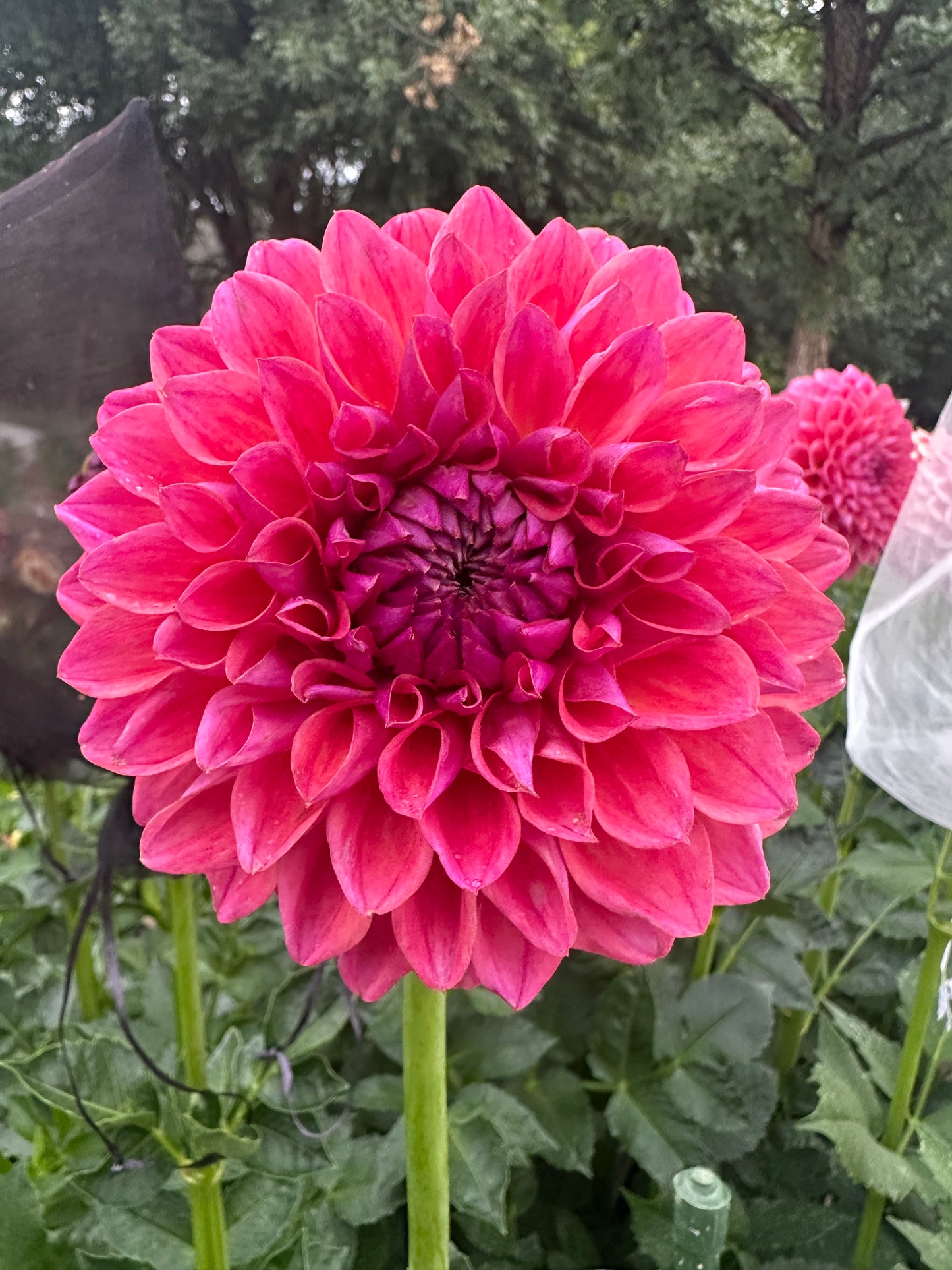KA’s® Brittany’s Favorite dahlia