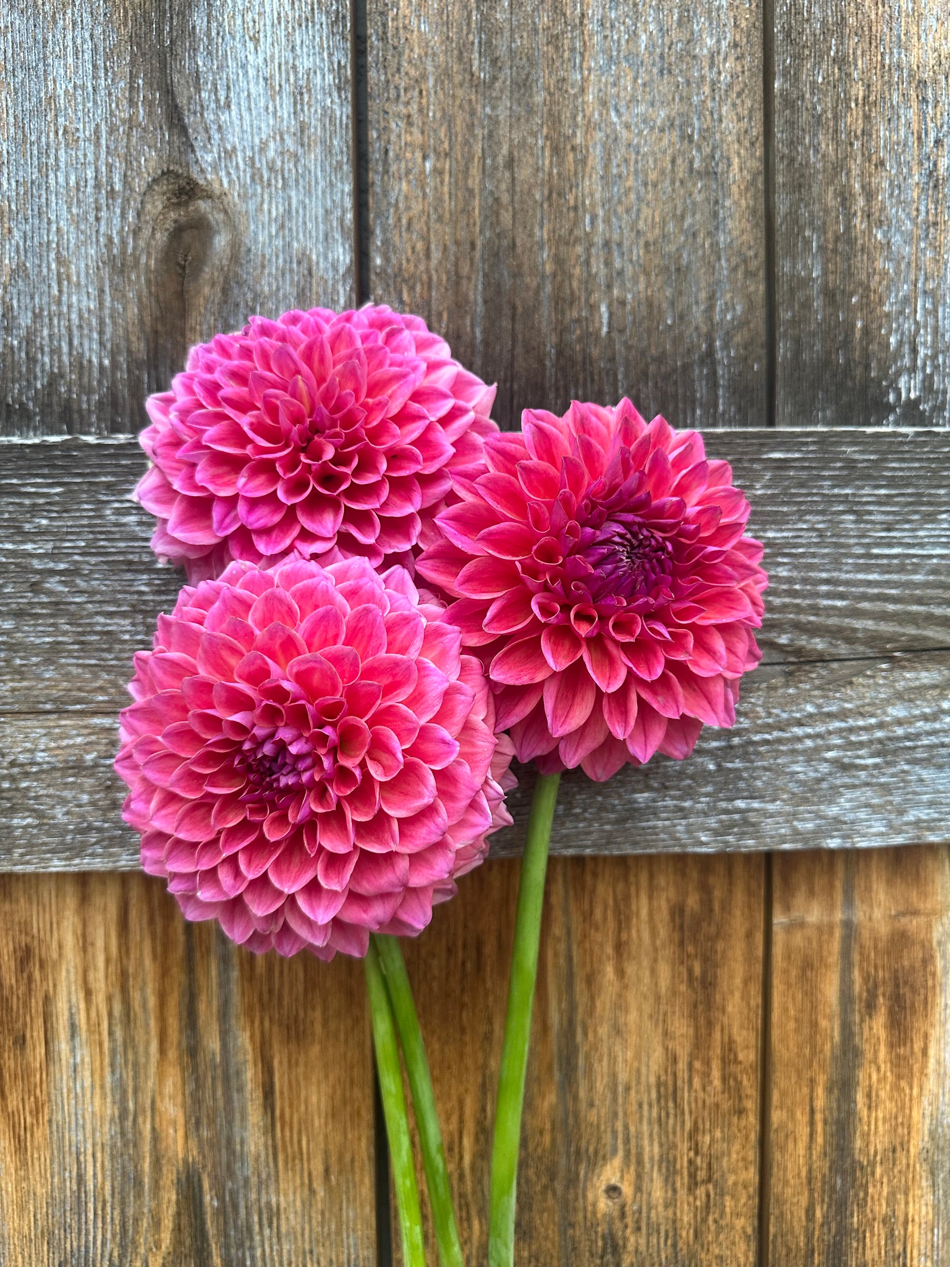 KA’s® Brittany’s Favorite dahlia