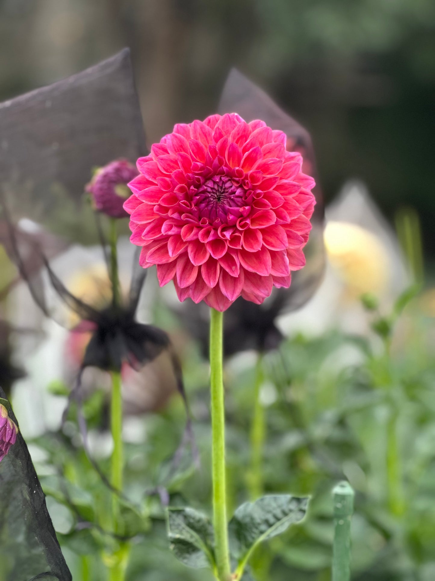 KA’s® Brittany’s Favorite dahlia