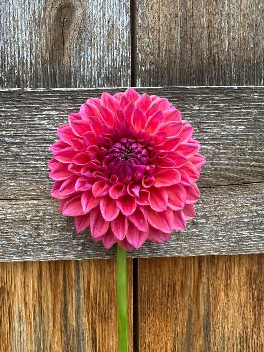 KA’s® Brittany’s Favorite dahlia