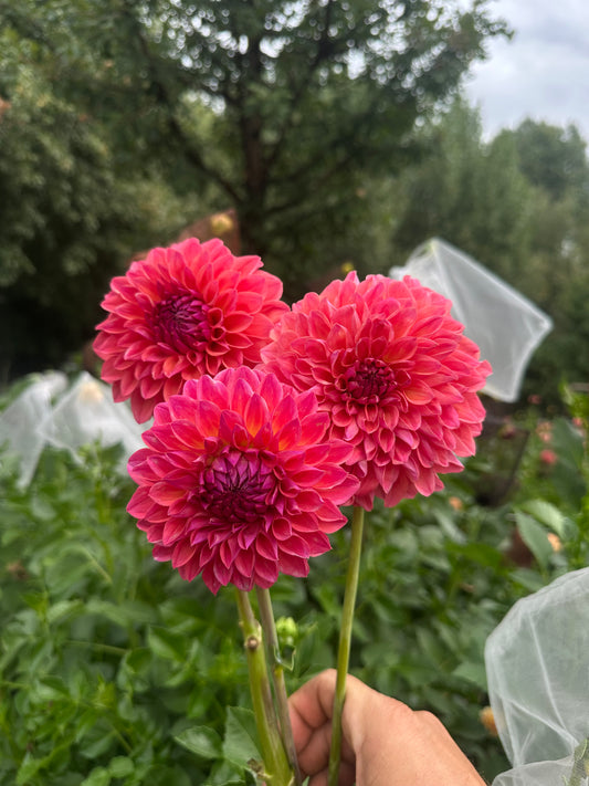 KA’s® Brittany’s Favorite dahlia