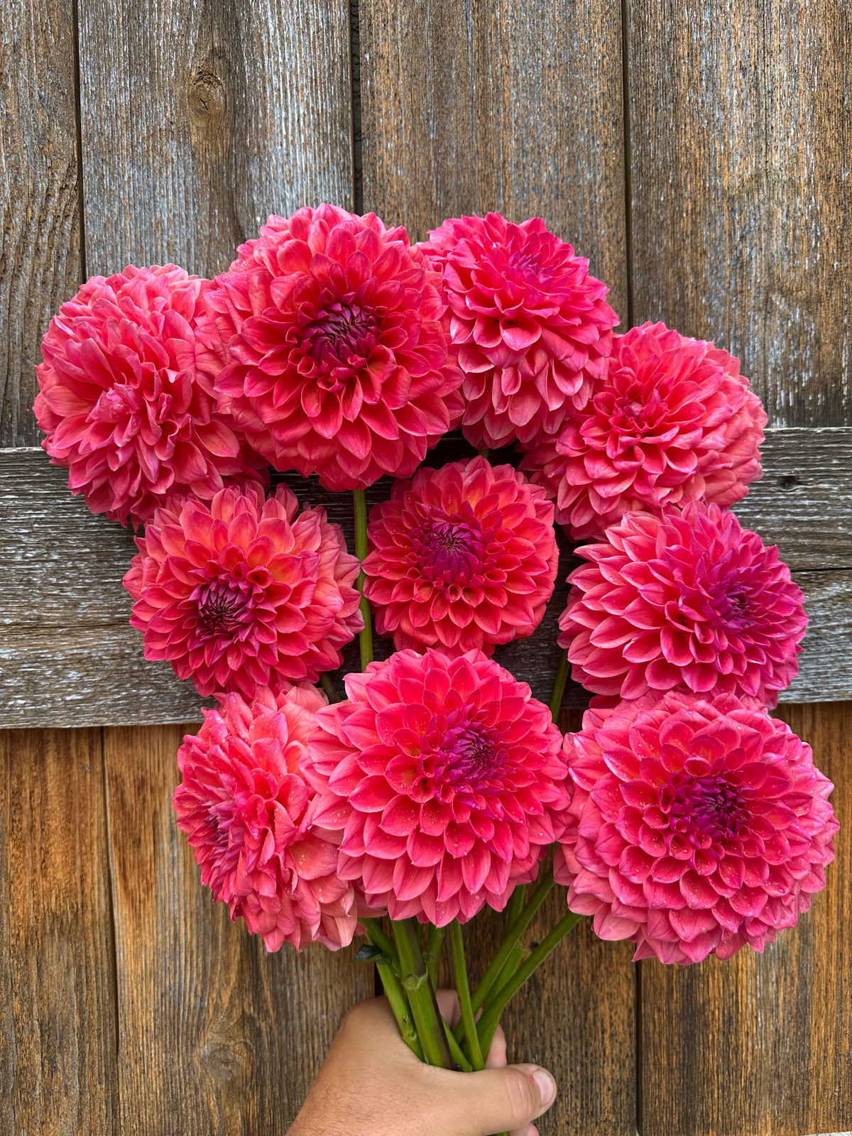 KA’s Brittany’s Favorite dahlia