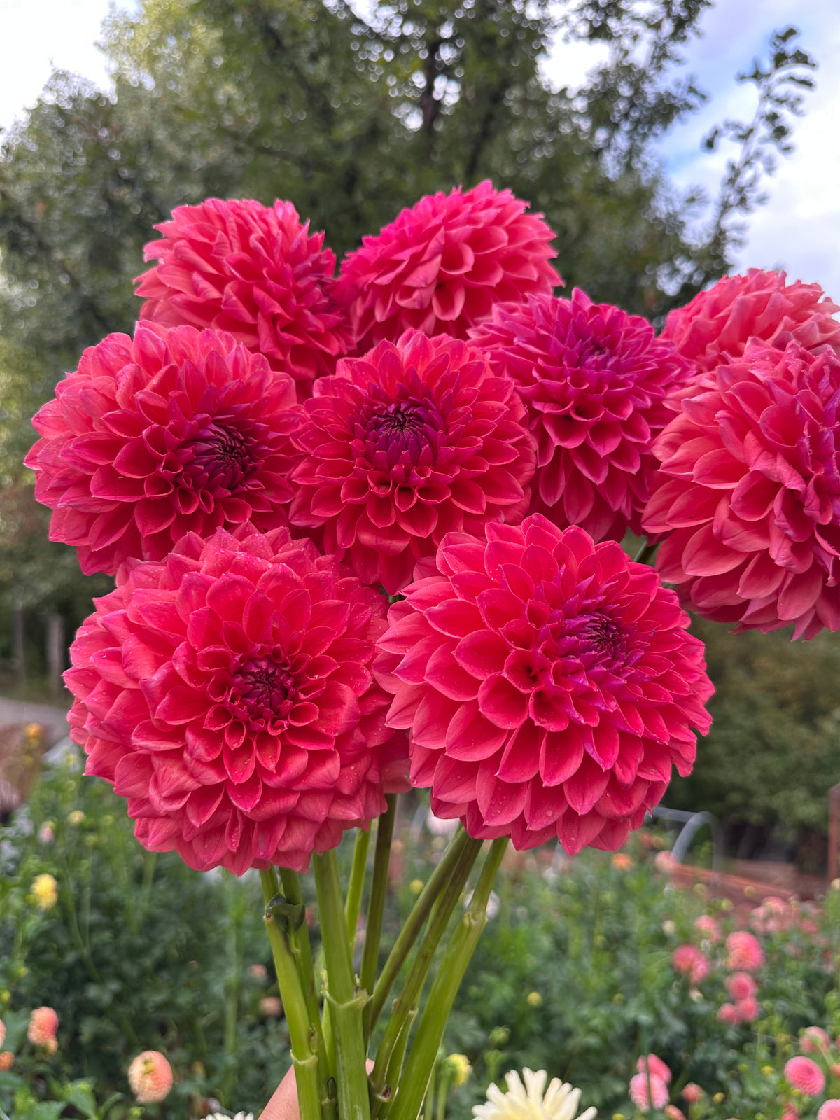 KA’s Brittany’s Favorite dahlia