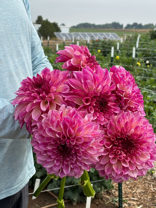 KA’s Cafe Mauve dahlia