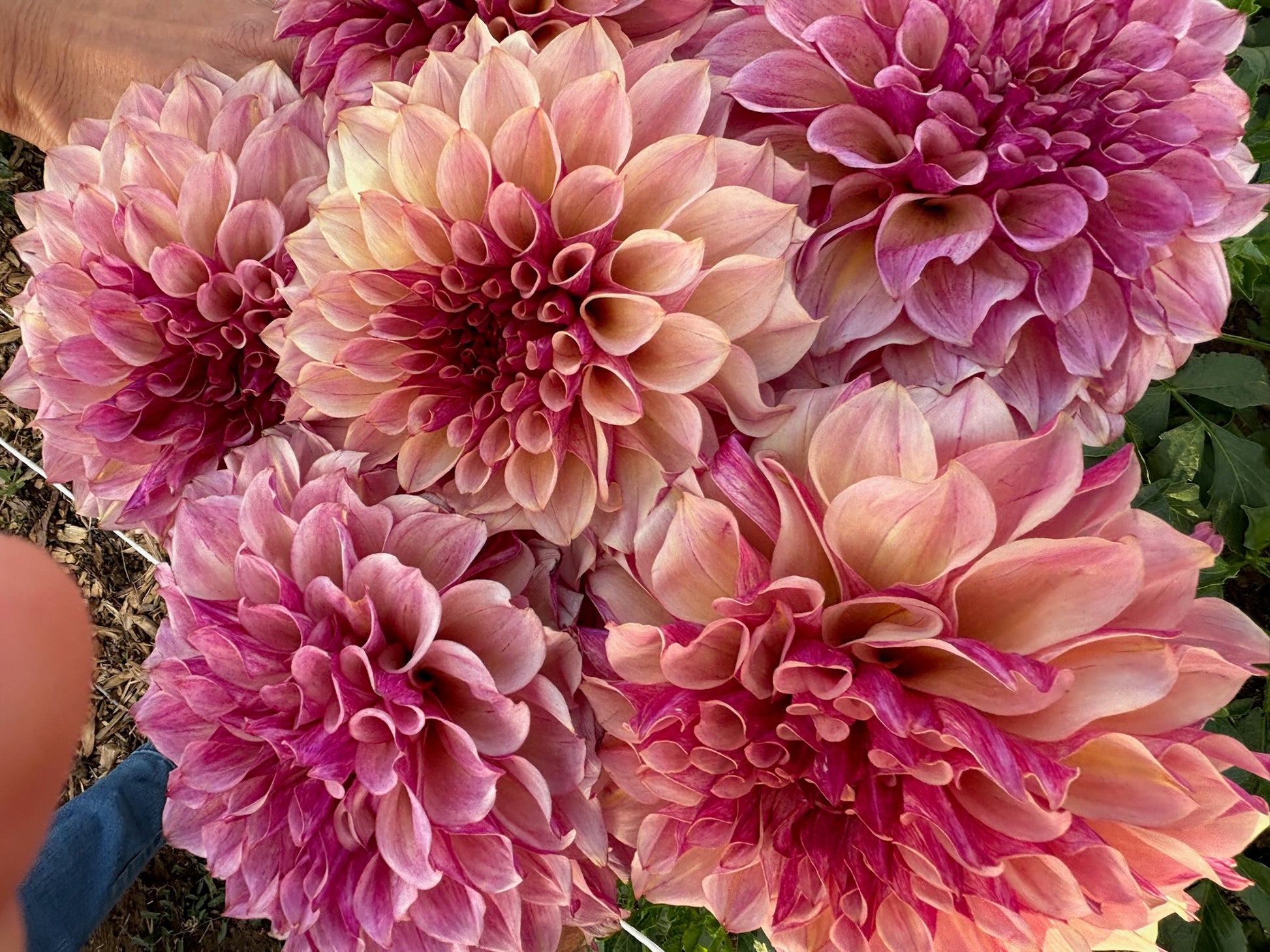 KA’s Cafe Mauve dahlia