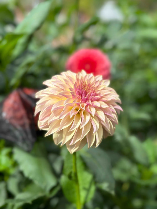 KA’s Champagne dahlia