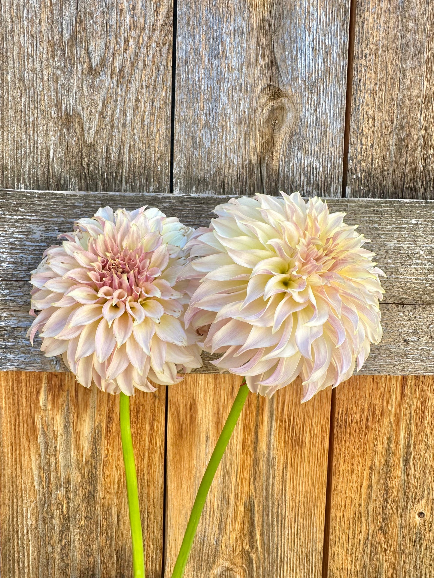 KA’s Champagne dahlia