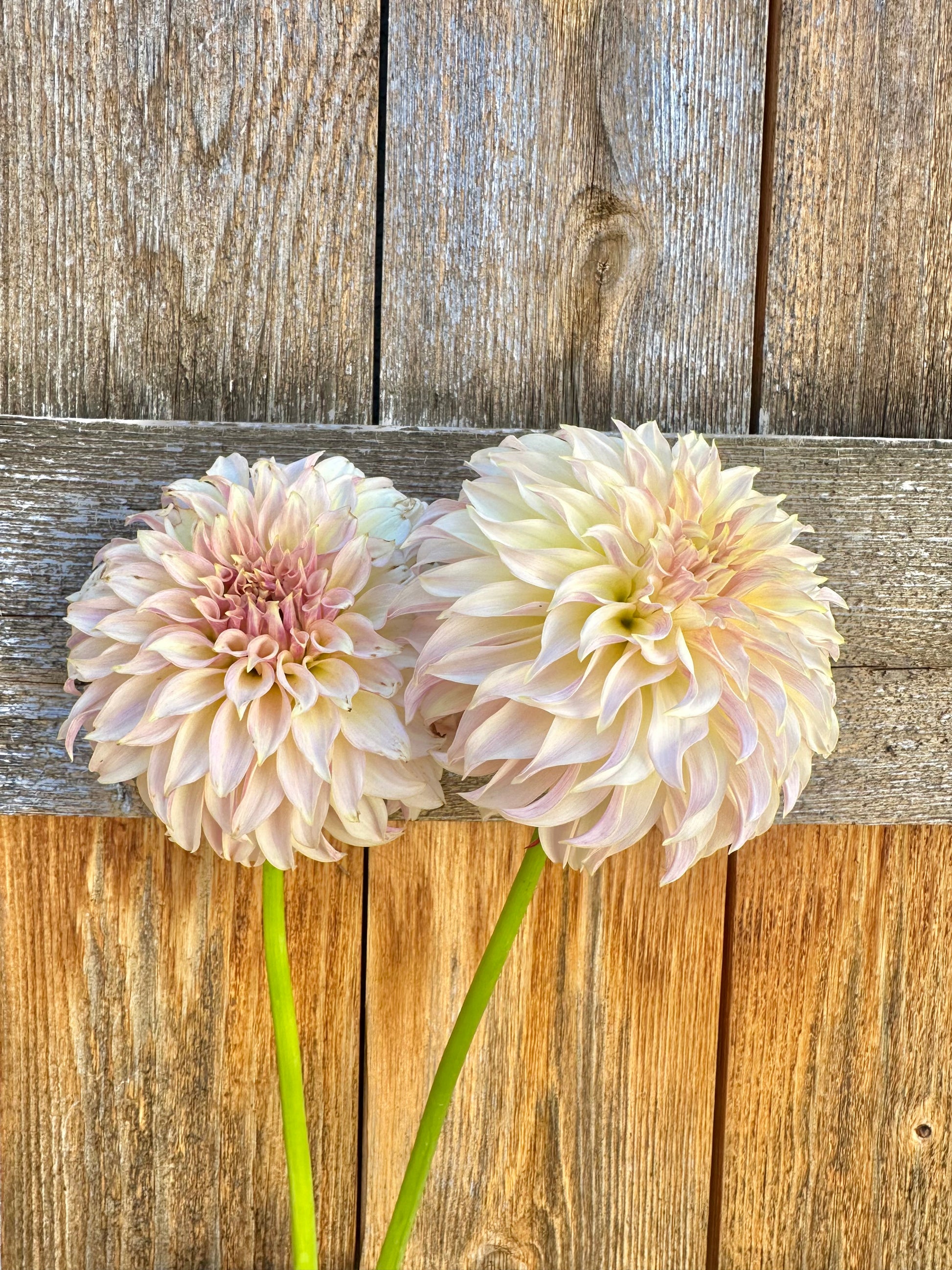 KA’s Champagne dahlia