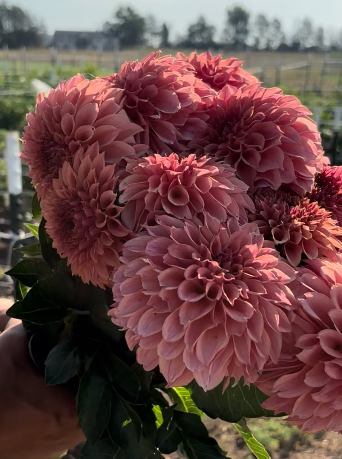 KA’s Coral Sea dahlia