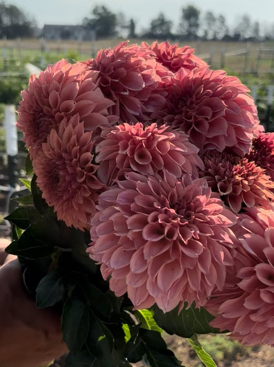 KA’s Coral Sea dahlia
