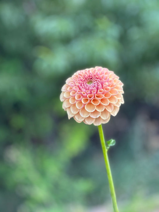KA®’s Daybreak dahlia