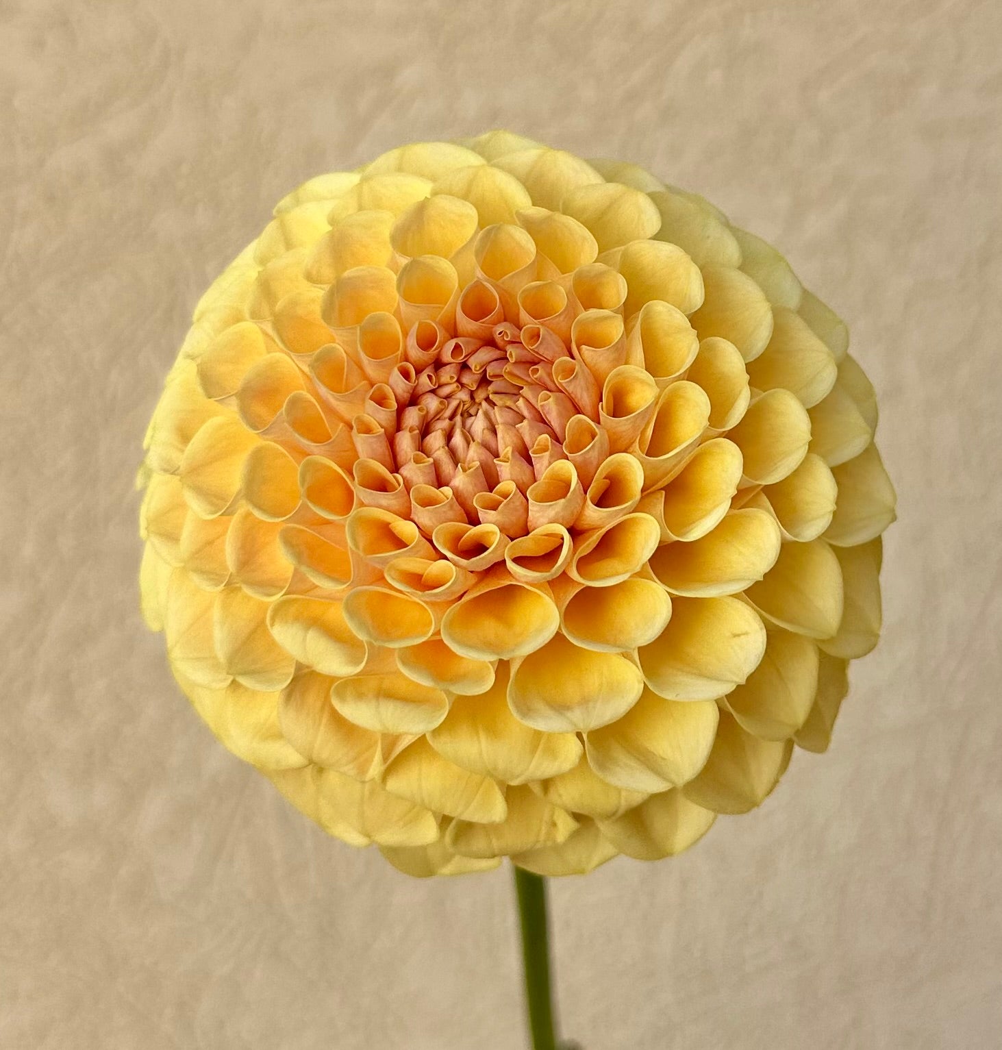 KA’s Daybreak dahlia