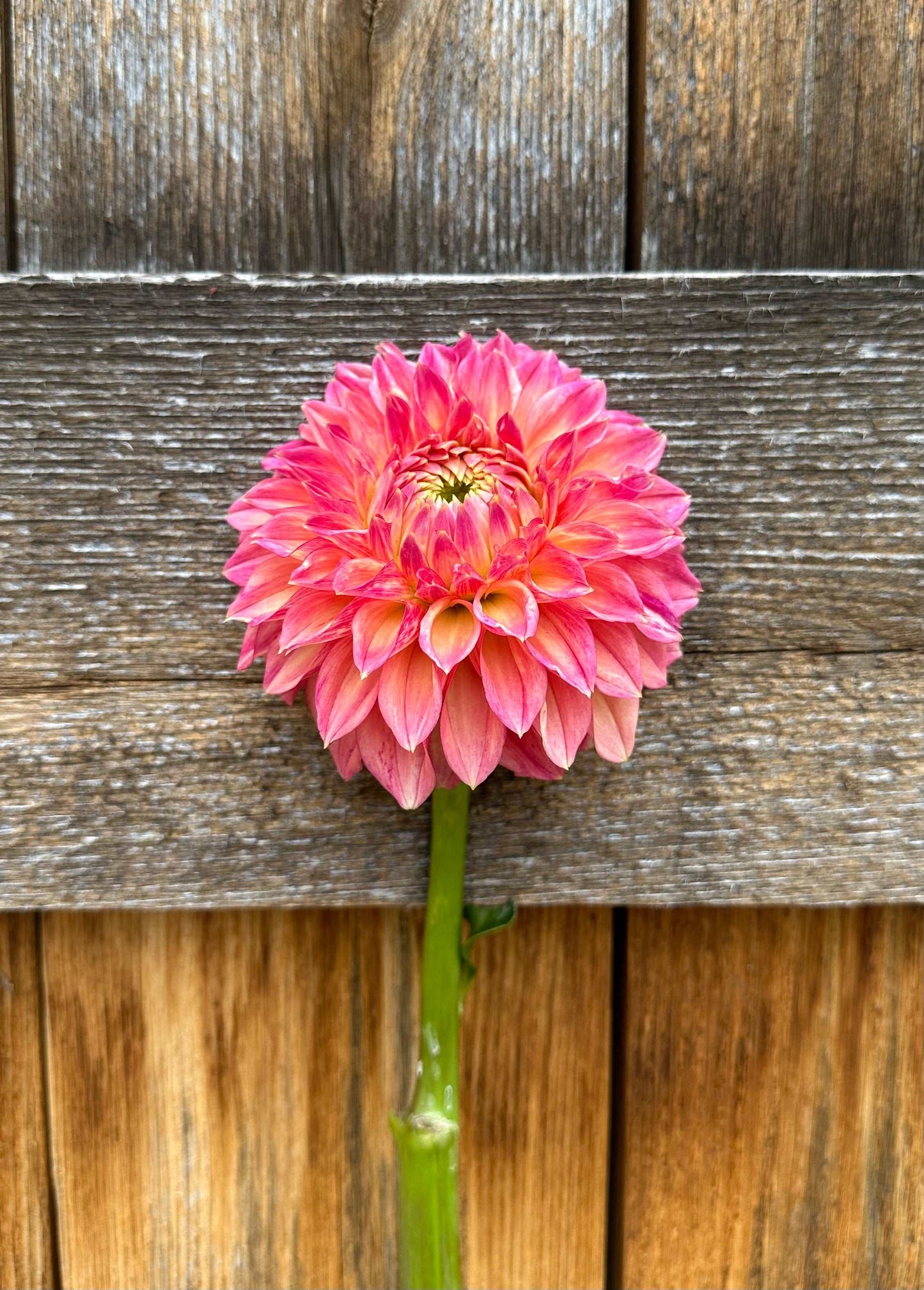 KA’s Desert Rose dahlia