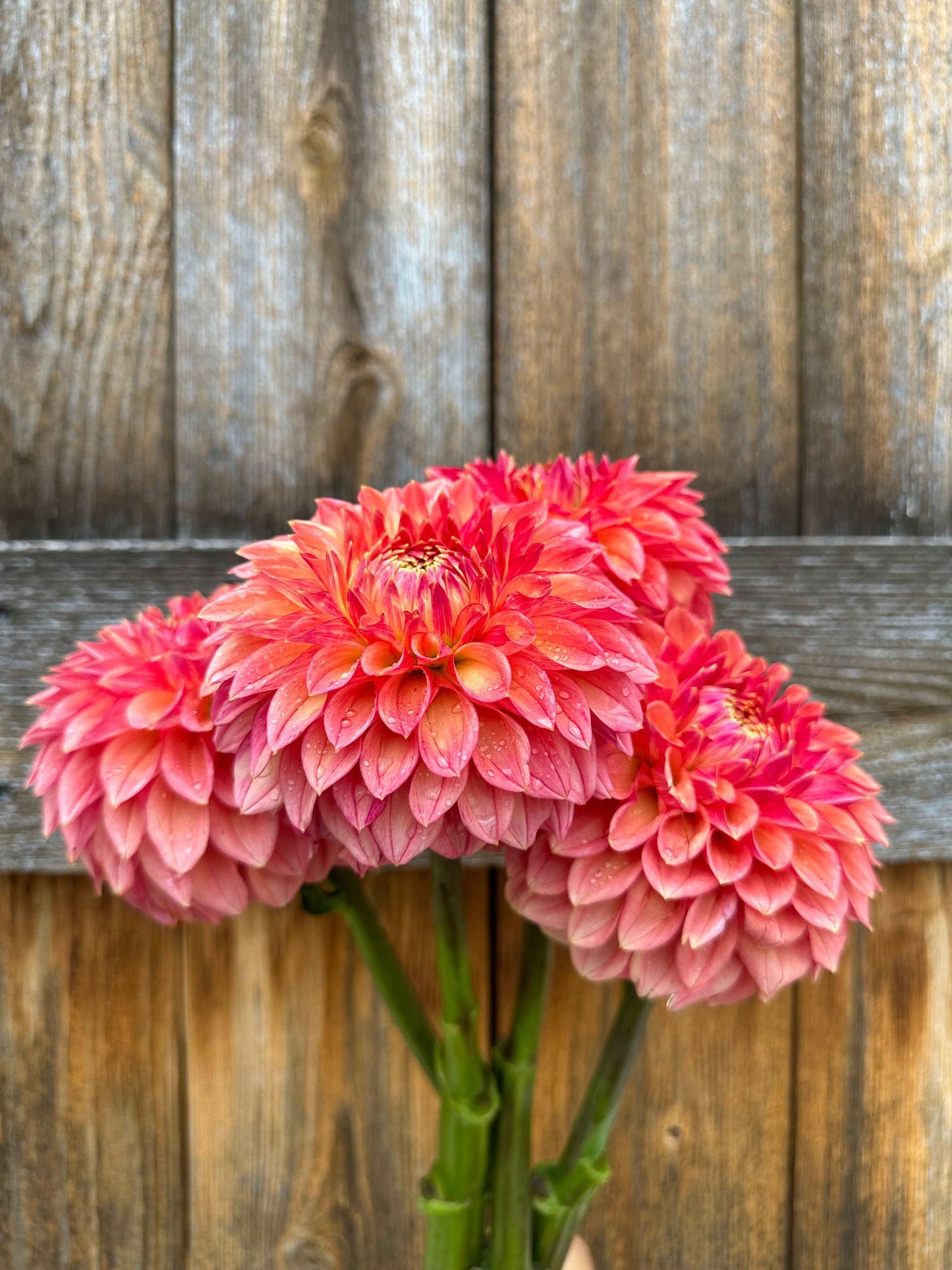 KA’s Desert Rose dahlia