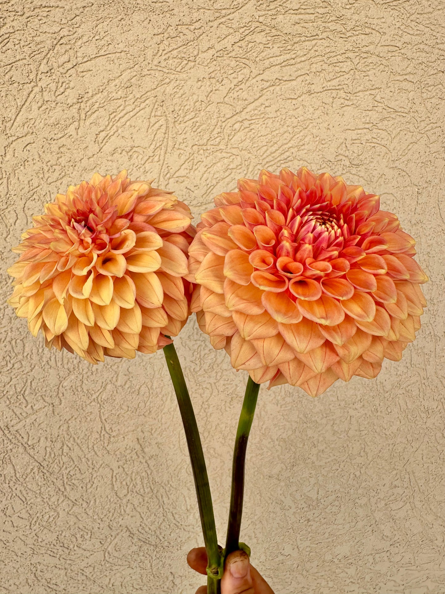 KA’s Desert Rose dahlia