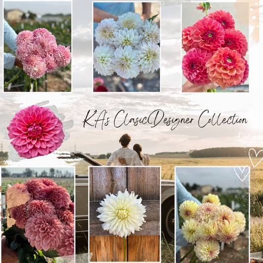 KA’s® Classic Designer Collection