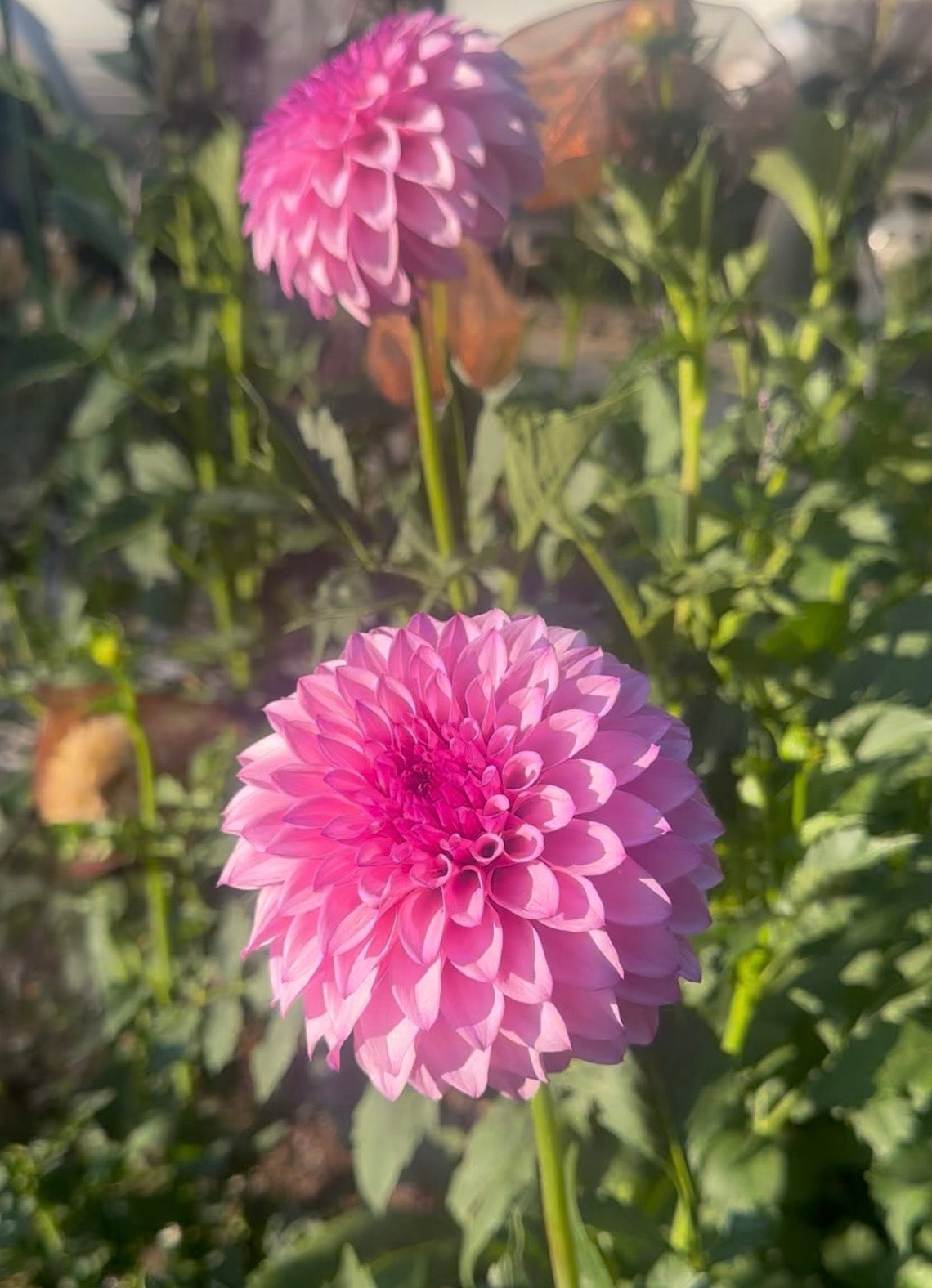 KA’s® Dinah Flo dahlia