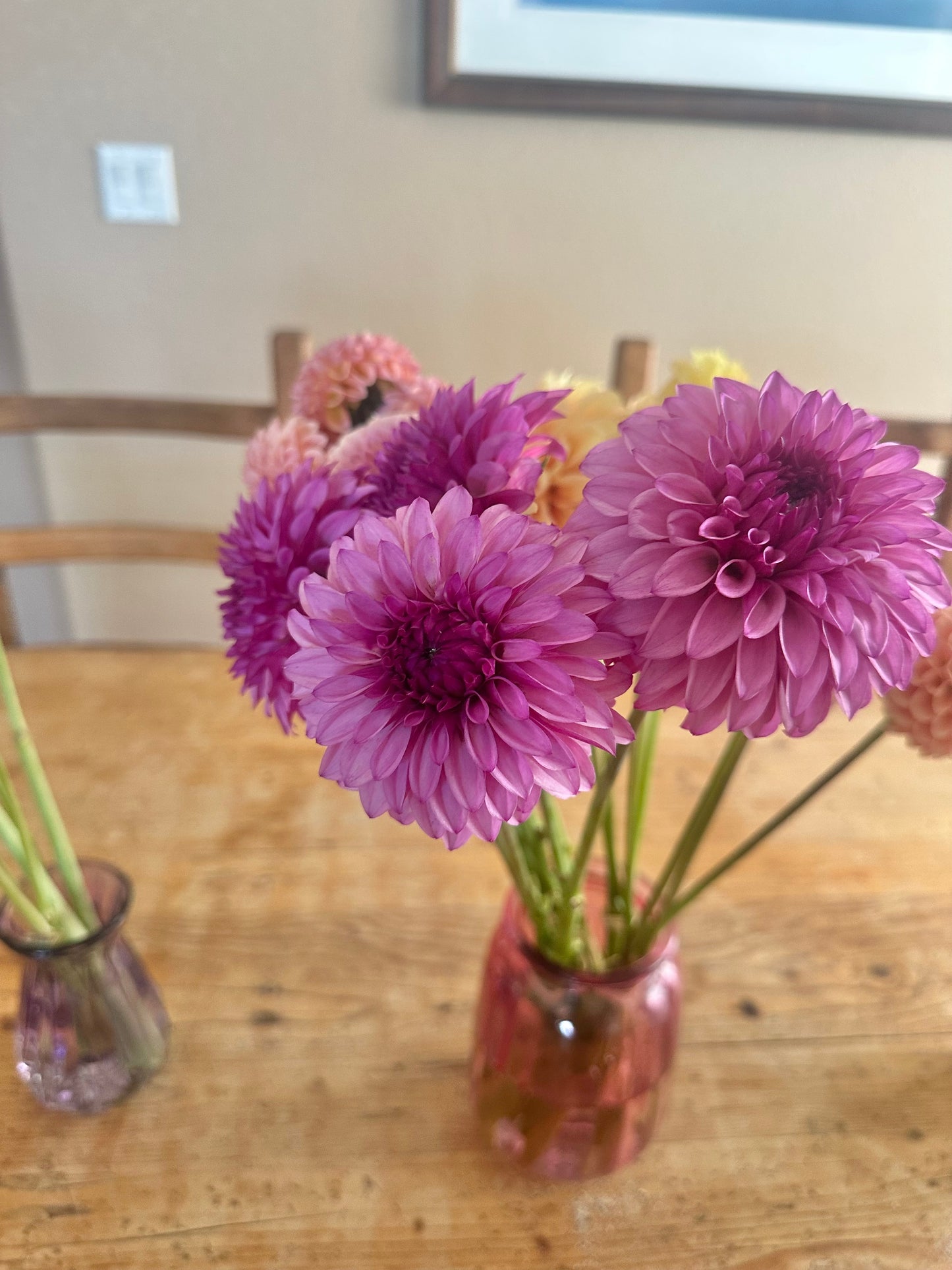 KA’s® Dinah Flo dahlia tuber