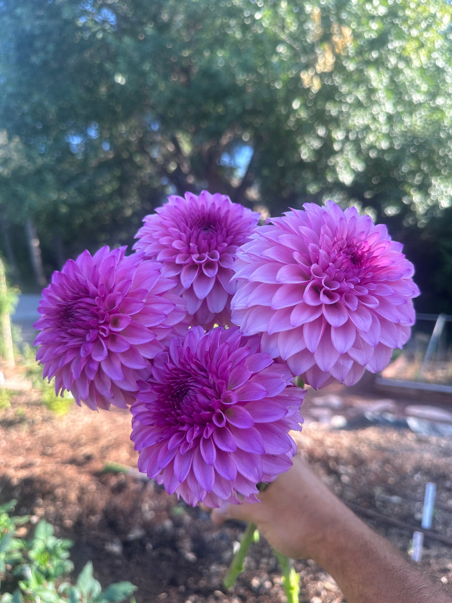 KA’s® Dinah Flo dahlia
