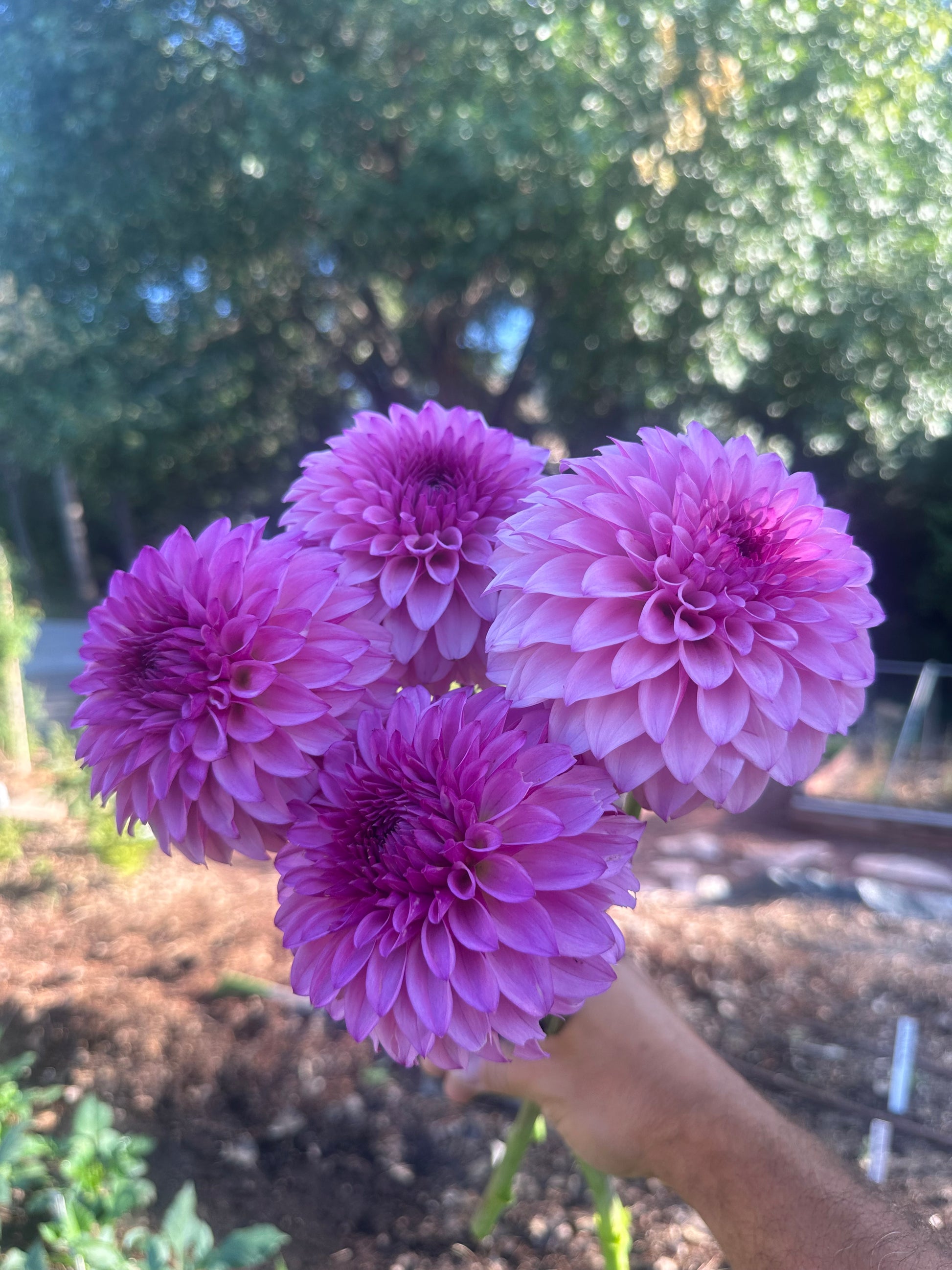 KA’s® Dinah Flo dahlia