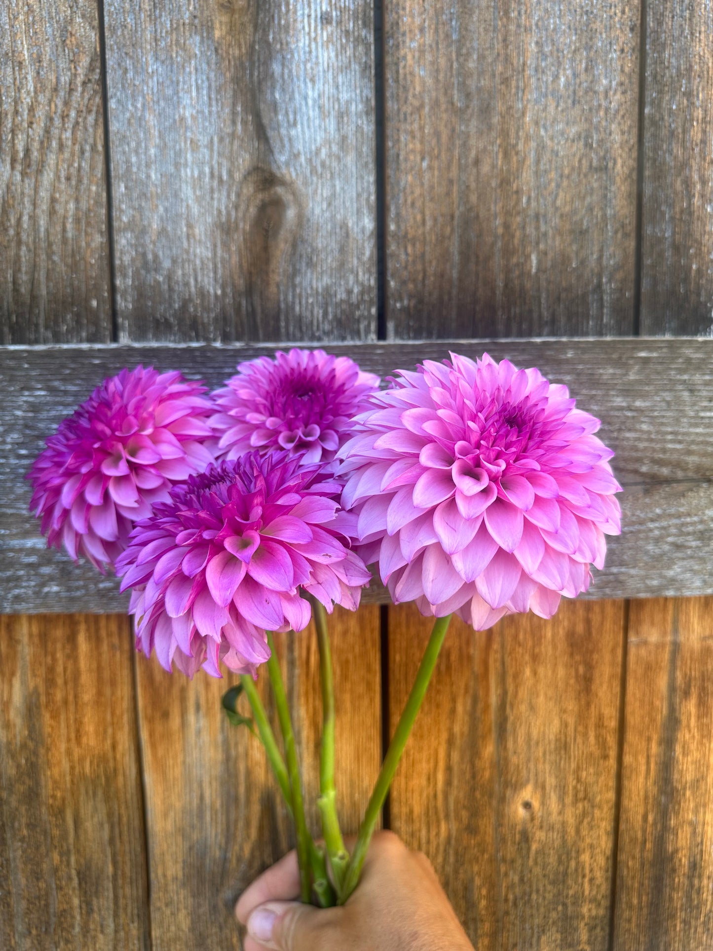 KA’s® Dinah Flo dahlia