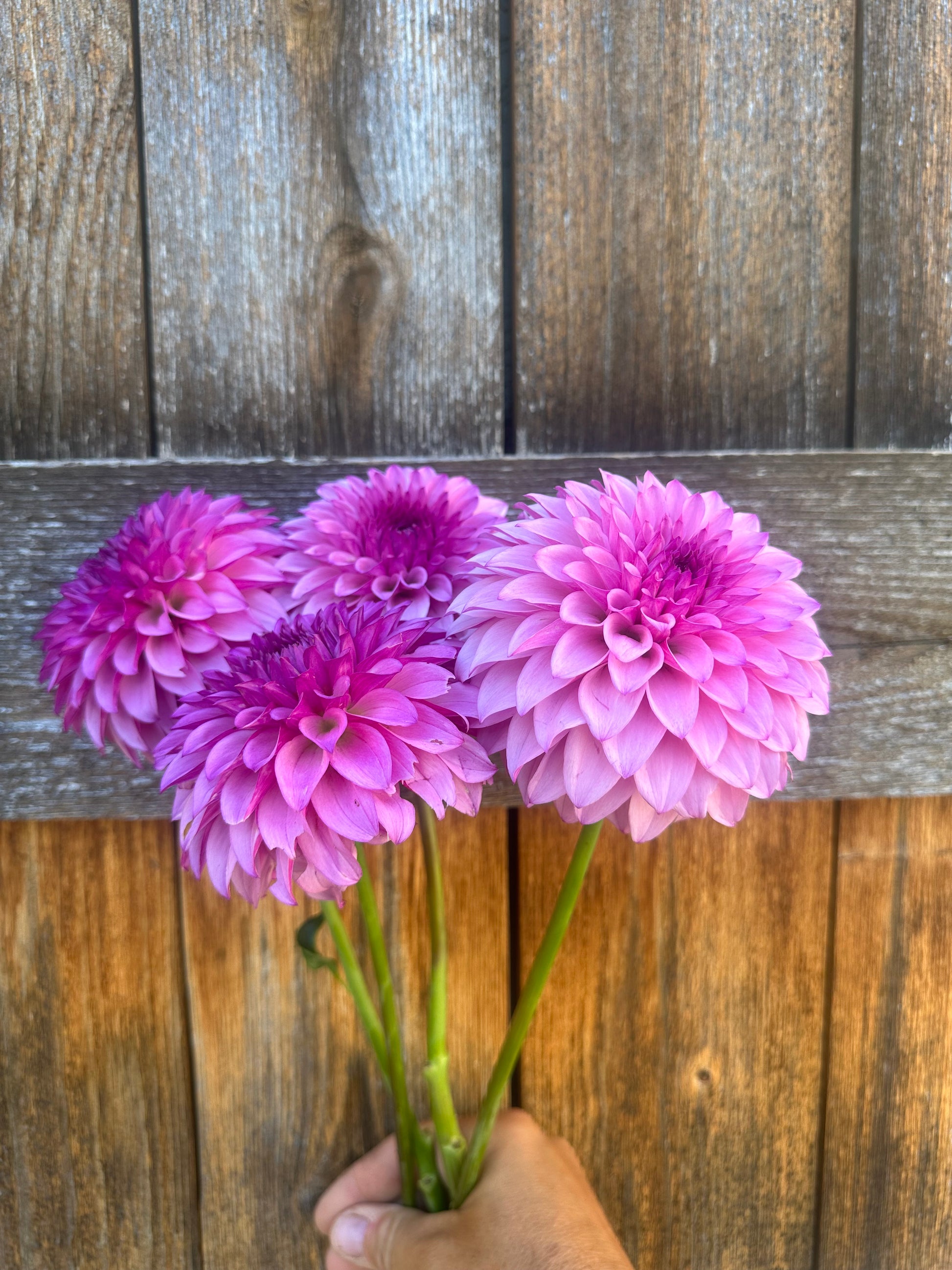 KA’s® Dinah Flo dahlia