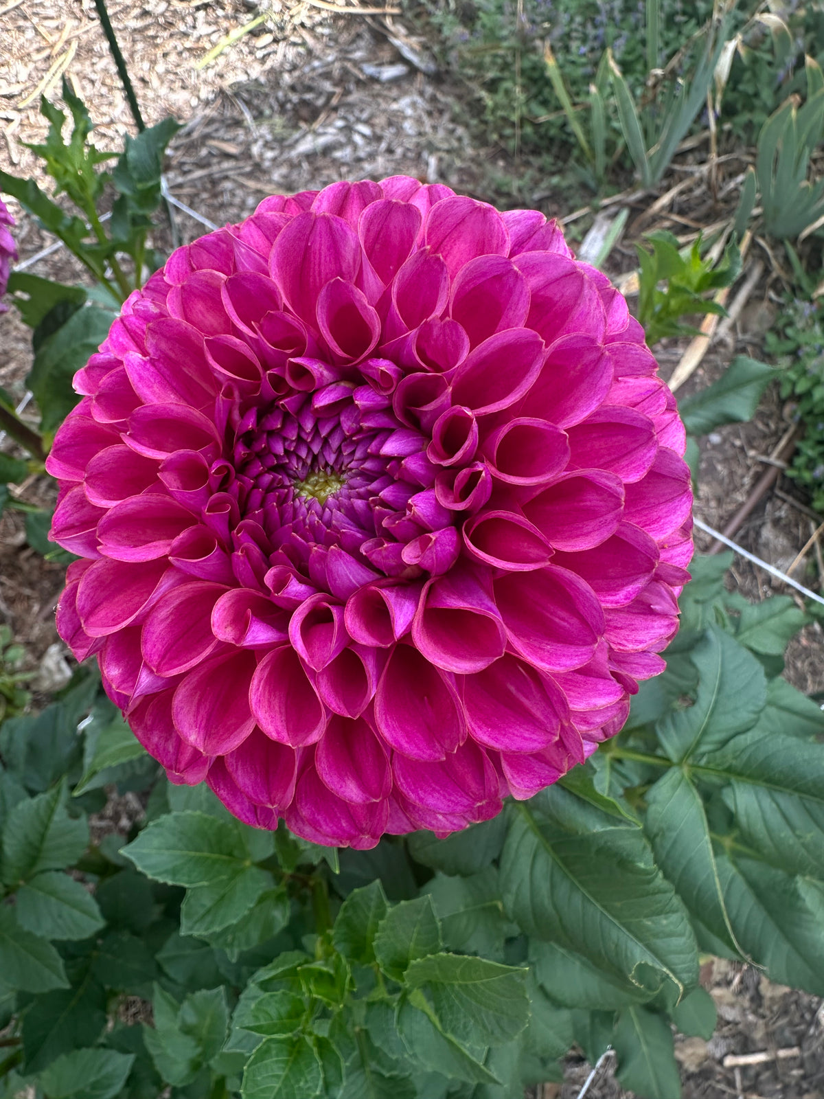 KA’s® Grandma Syb dahlia