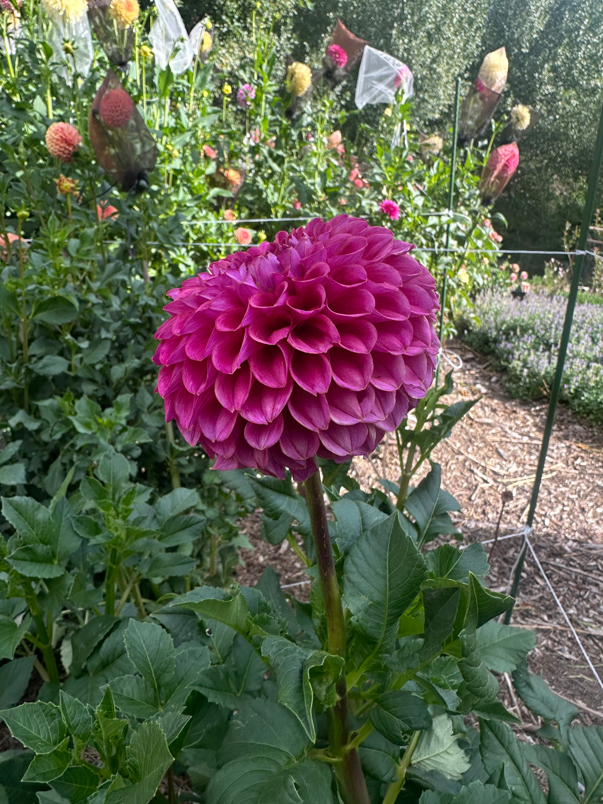 KA’s® Grandma Syb dahlia