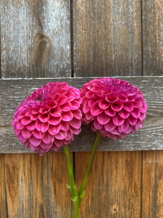 KA’s® Grandma Syb dahlia