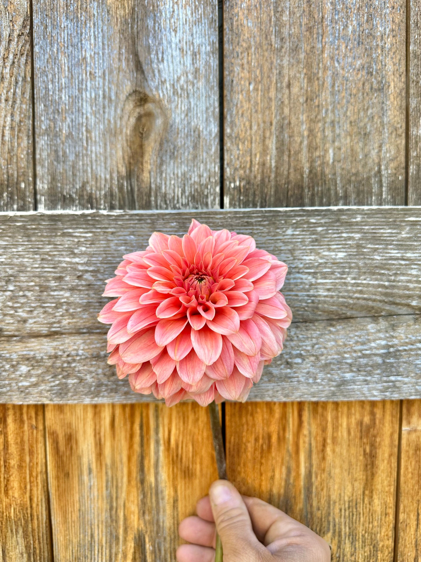 KA’s Guava dahlia