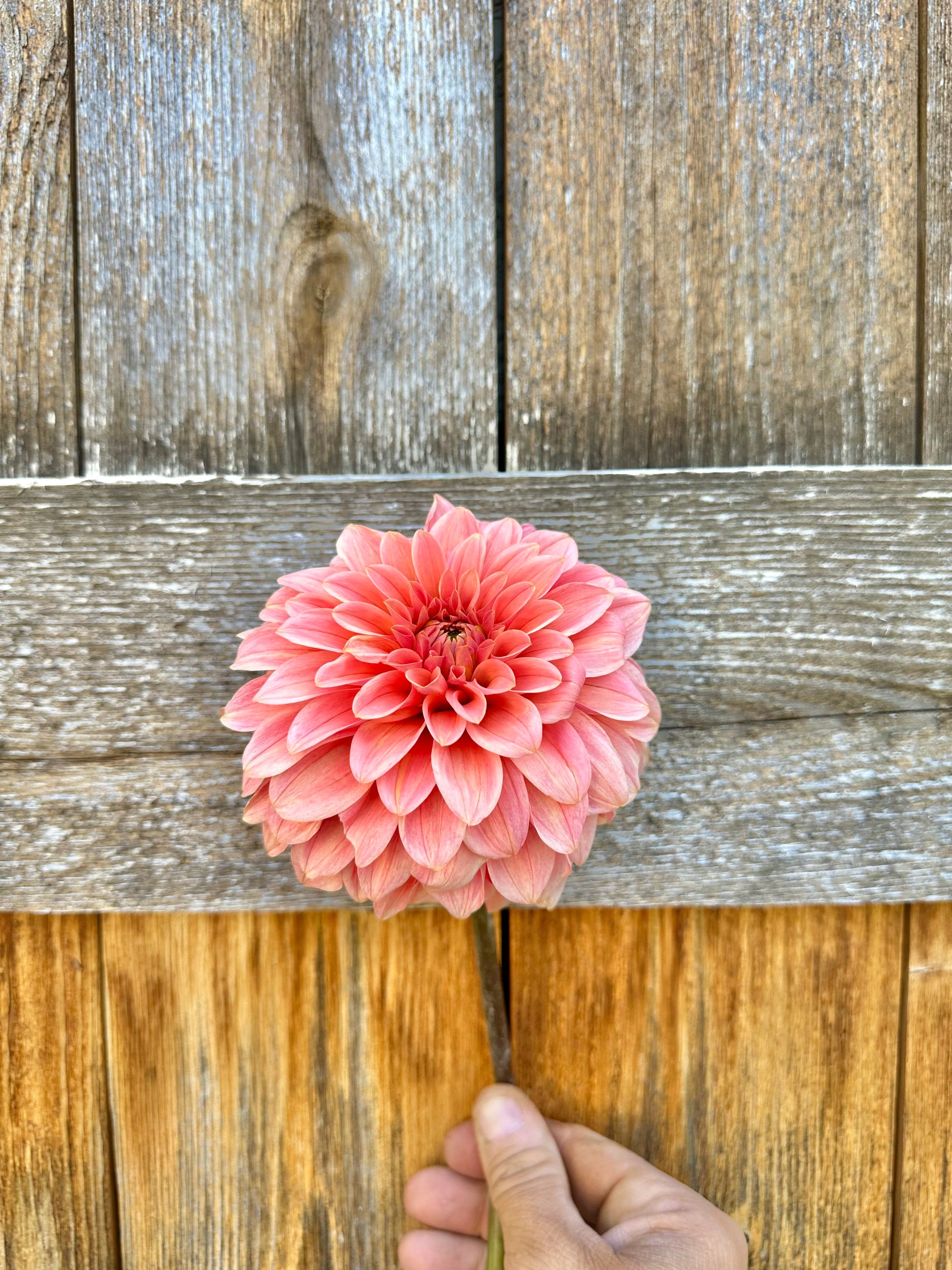 KA’s Guava dahlia