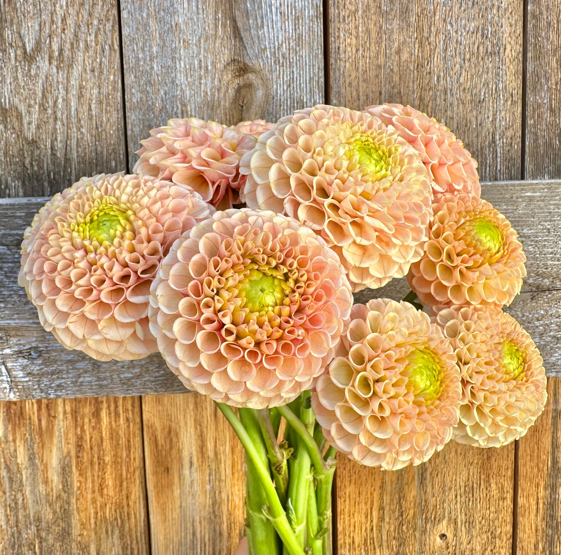 KA’s Honeycomb dahlia