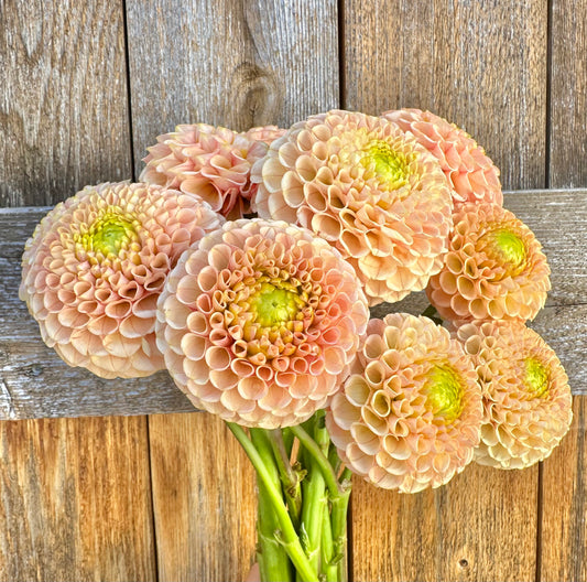 KA’s Honeycomb dahlia