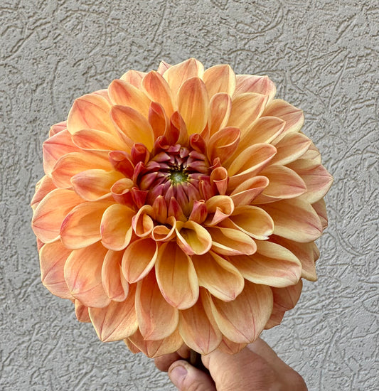 KA’s HONI dahlia