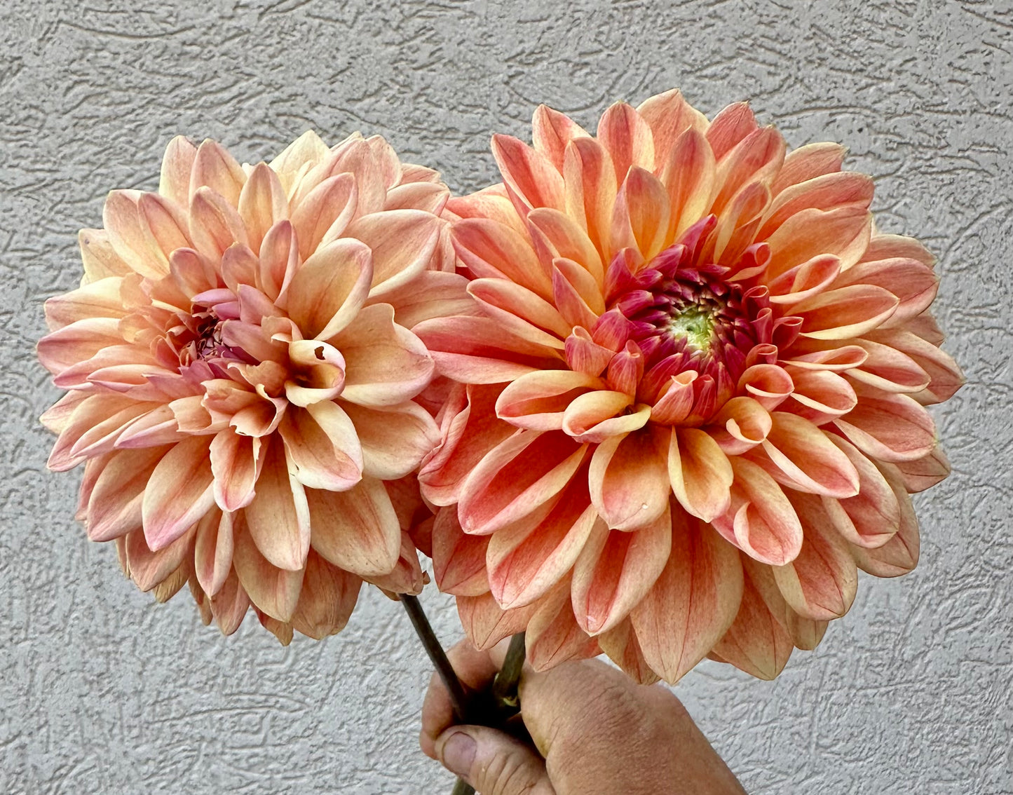KA’s HONI dahlia