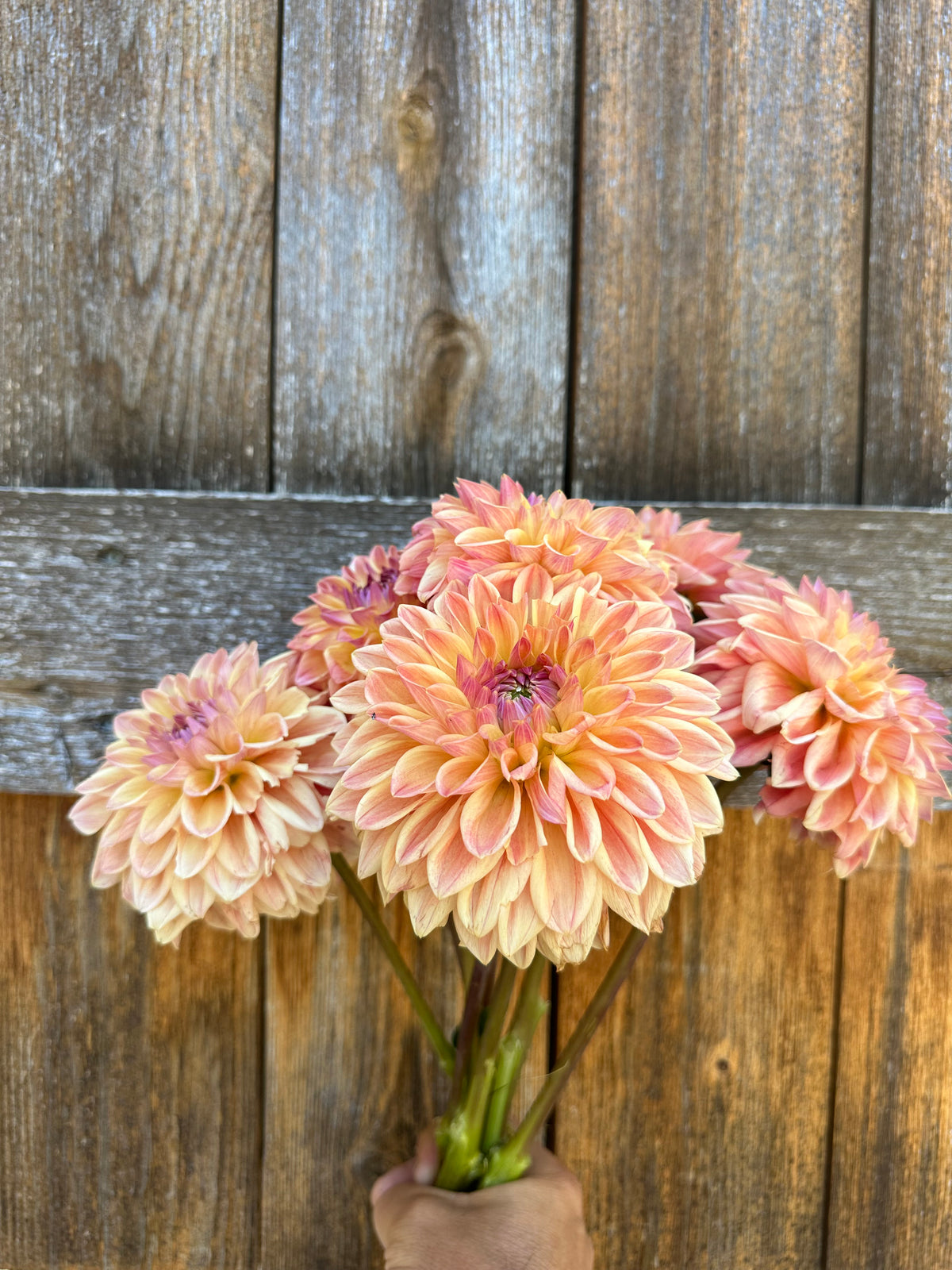 KA’s Honi dahlia