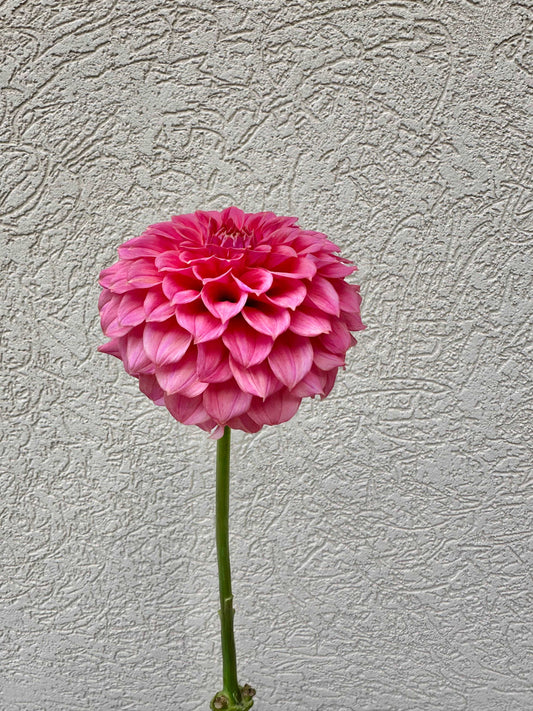 KA’s Keltie Rose dahlia