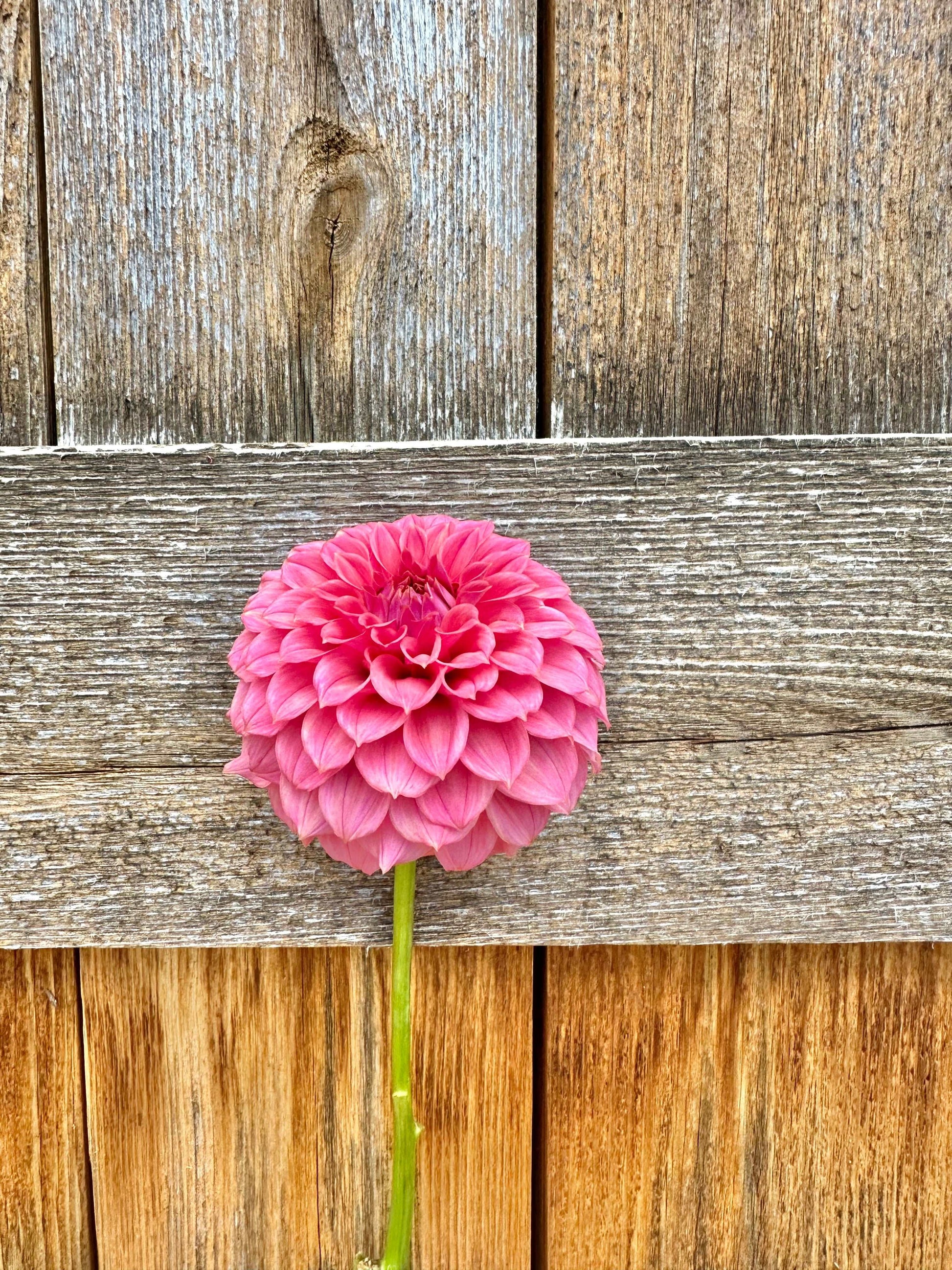 KA’s Keltie Rose dahlia