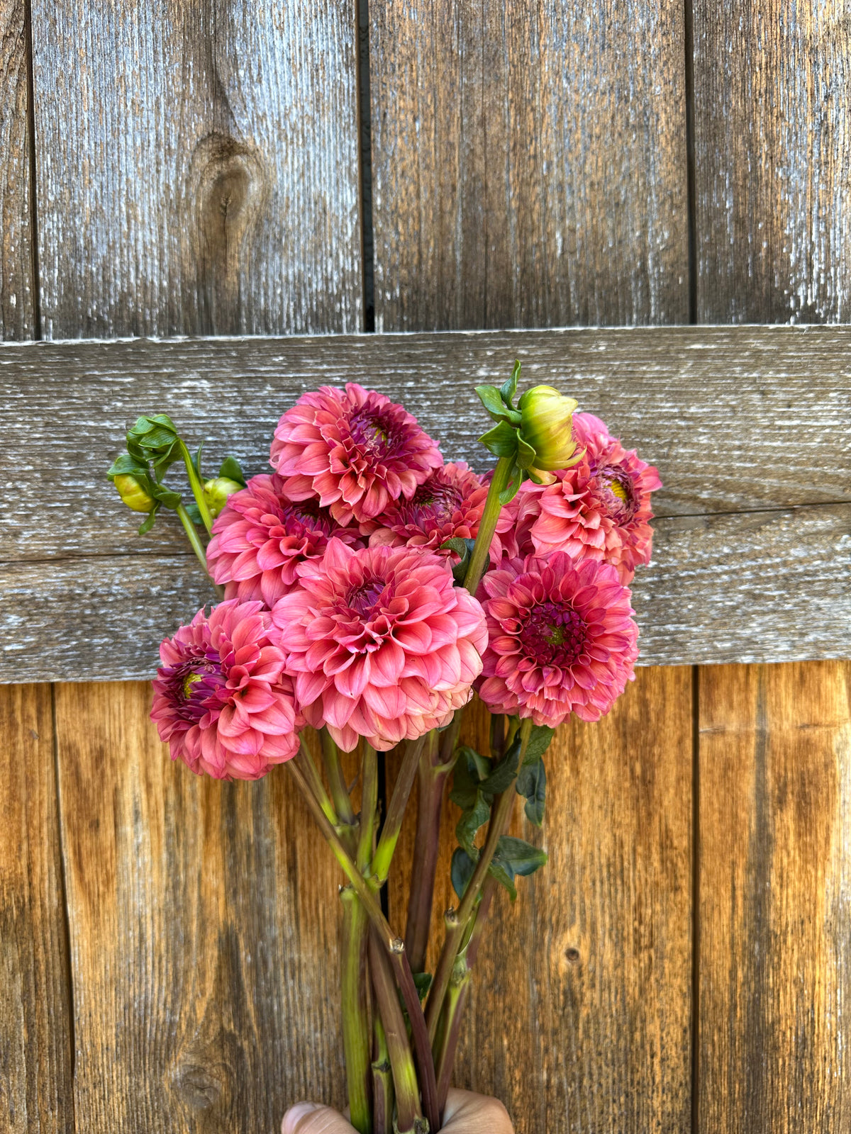 KA’s® Keltie Rose dahlia
