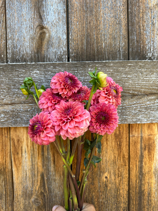 KA’s® Keltie Rose dahlia