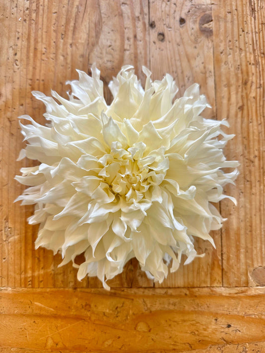 KA’s Khaleesi dahlia