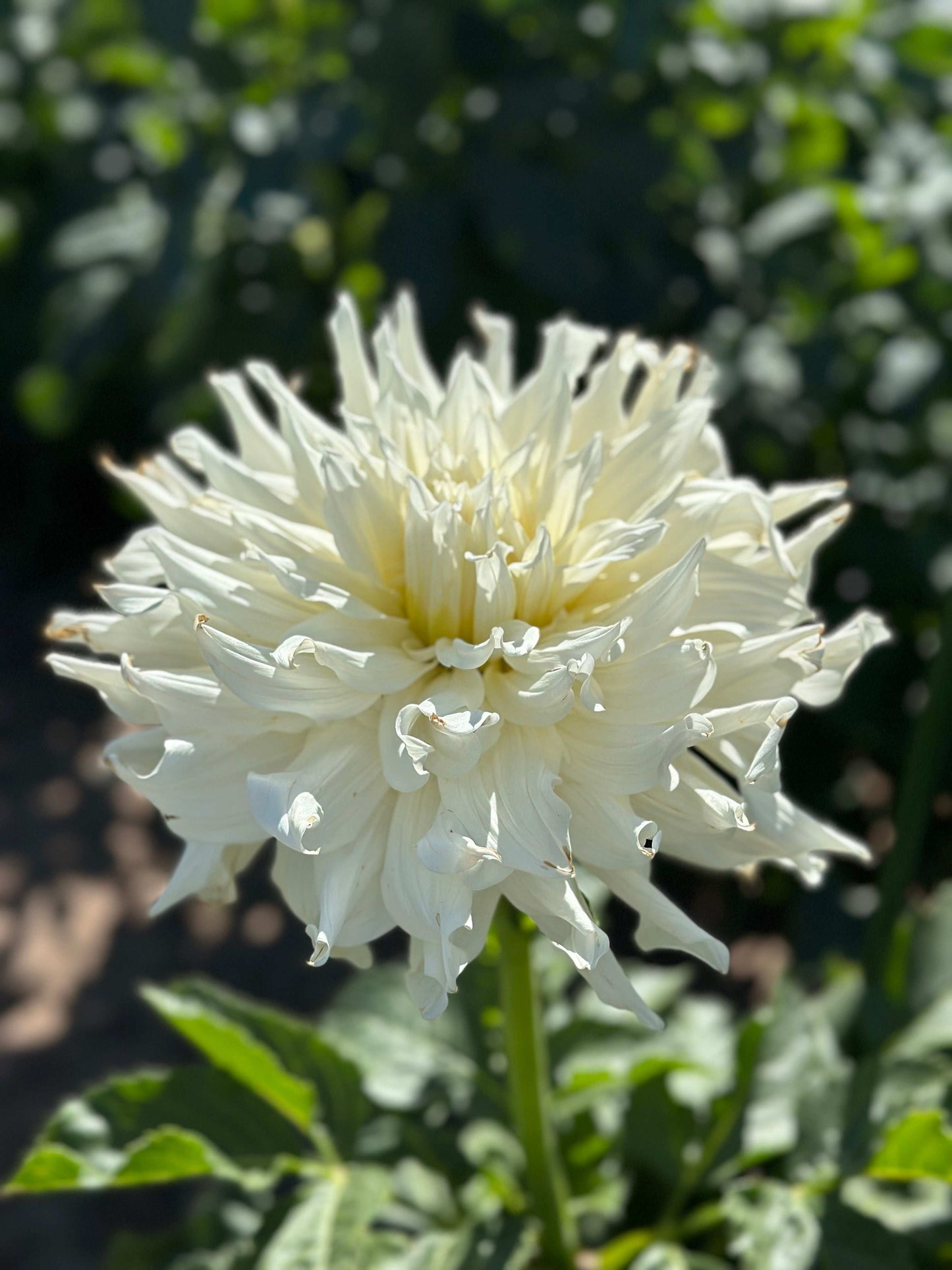 KA’s Khalessi dahlia