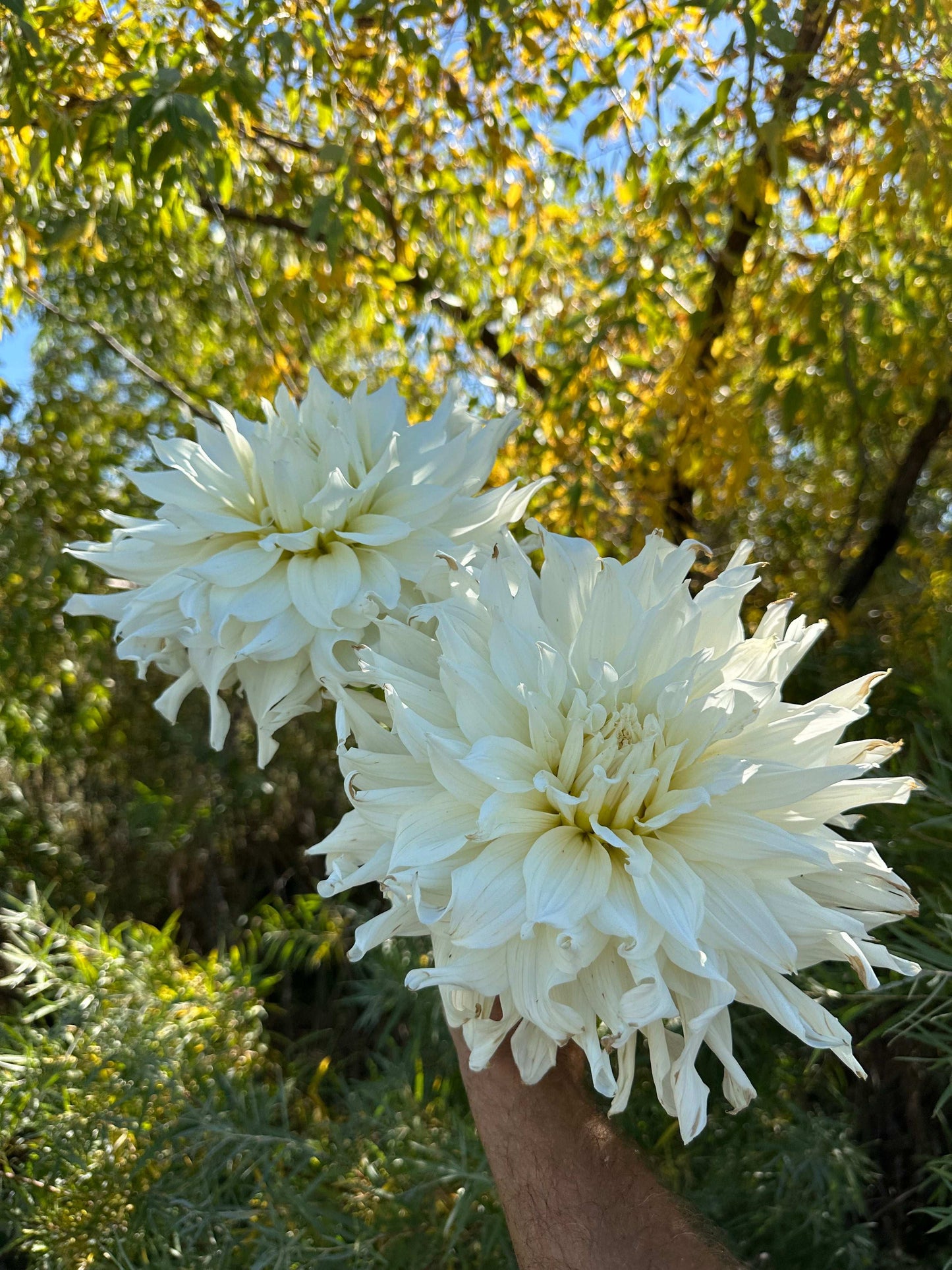 KA’s Khaleesi dahlia