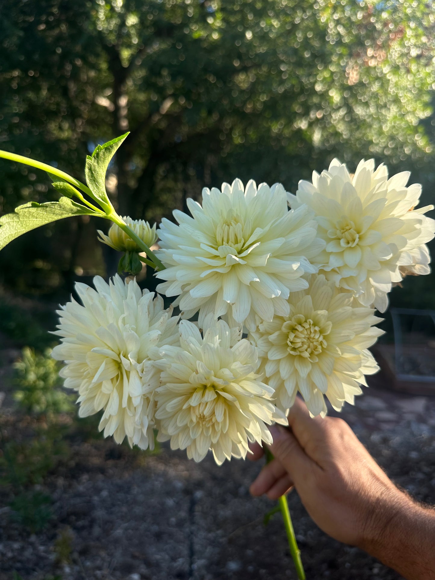 KA’s® Linen dahlia