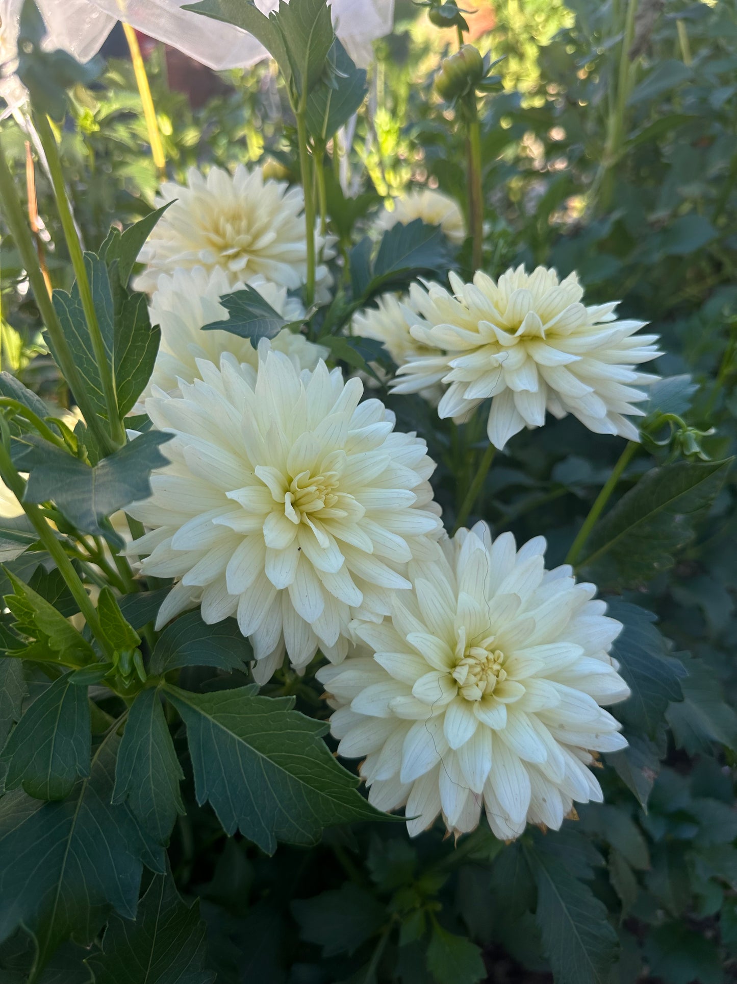 KA’s® Linen dahlia