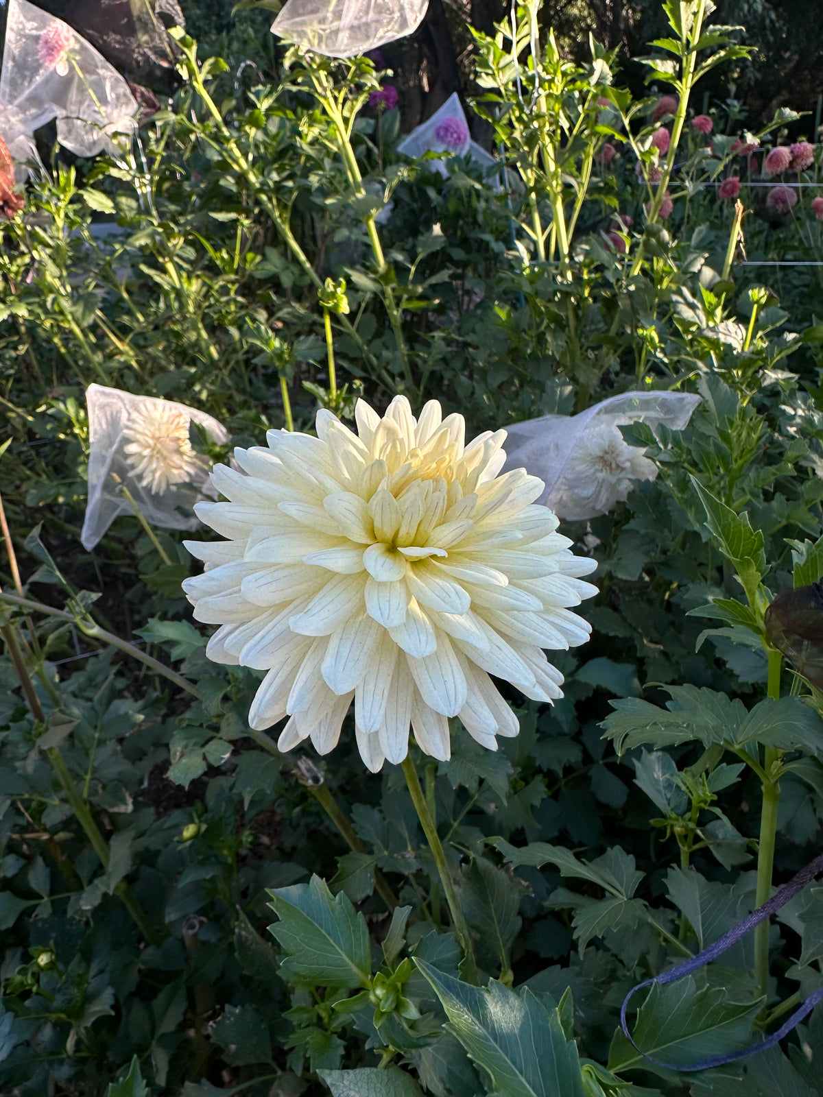 KA’s® Linen dahlia