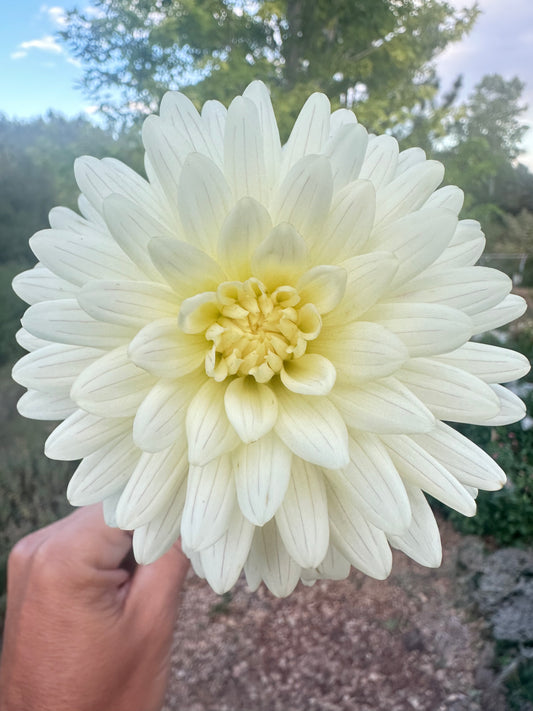 KA’s® Linen dahlia