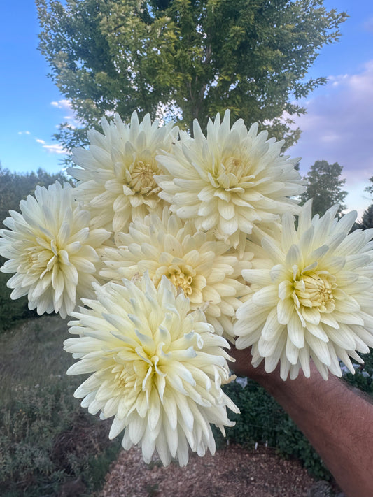 KA’s® Linen dahlia